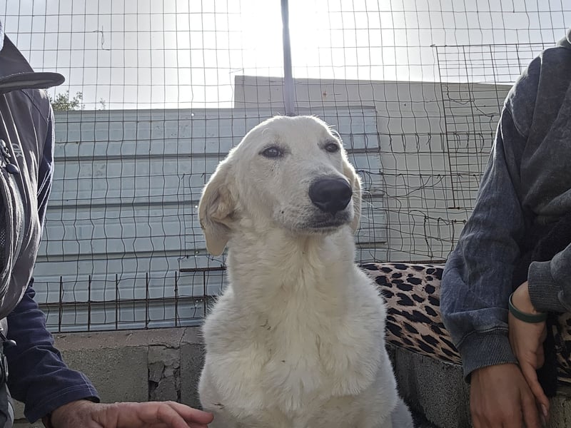 Teo:  er wäre gern Familienhund