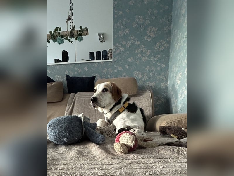 Anouk: Menschen mit Herz und Hund gesucht