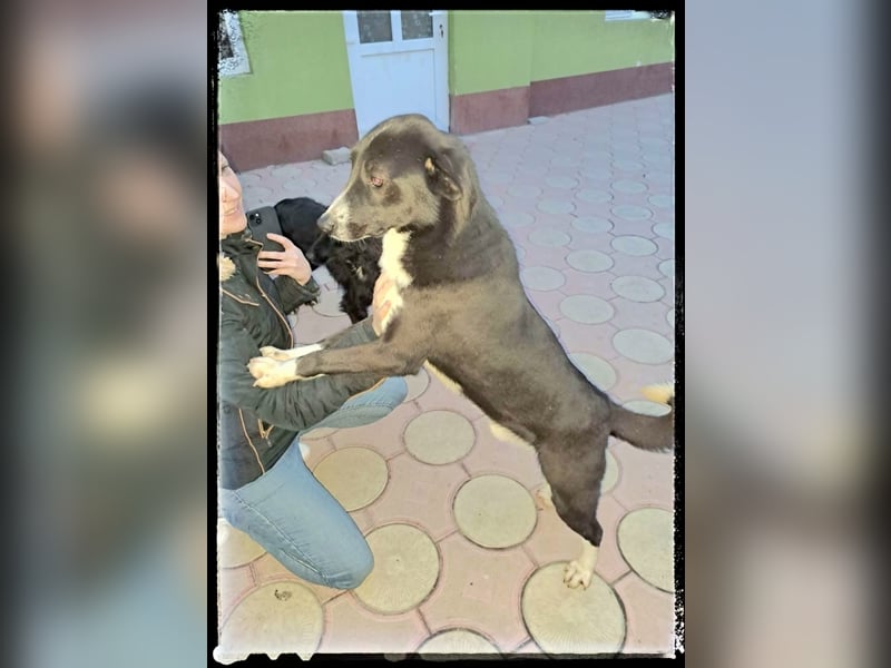 Hänsel - ein Schatz auf 4 Pfoten wartet auf seine Menschen