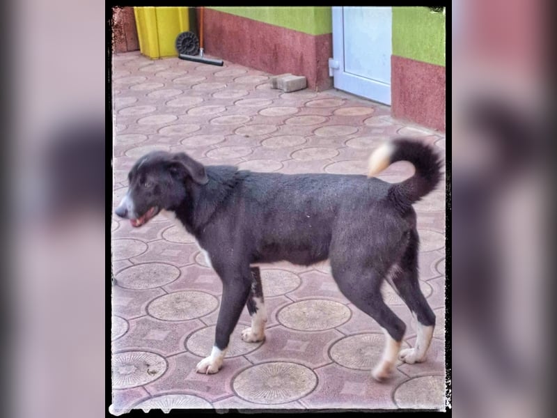 Hänsel - ein Schatz auf 4 Pfoten wartet auf seine Menschen