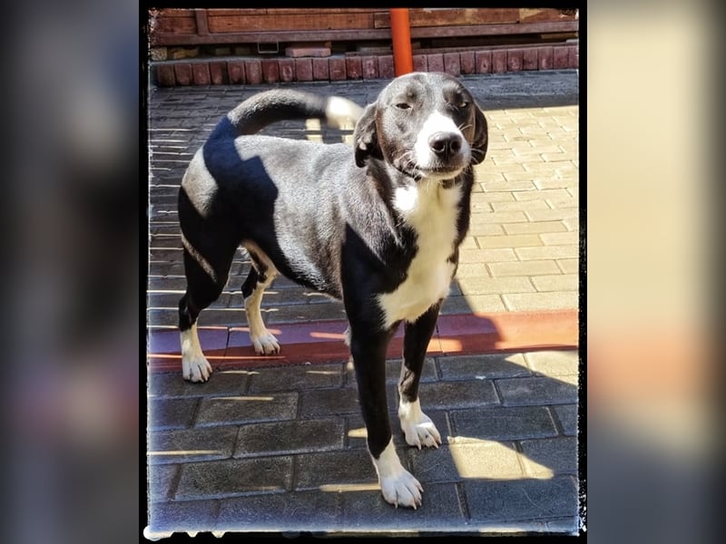 Hänsel - ein Schatz auf 4 Pfoten wartet auf seine Menschen