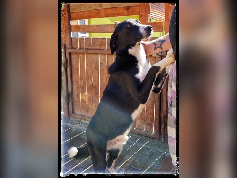 Hänsel - ein Schatz auf 4 Pfoten wartet auf seine Menschen