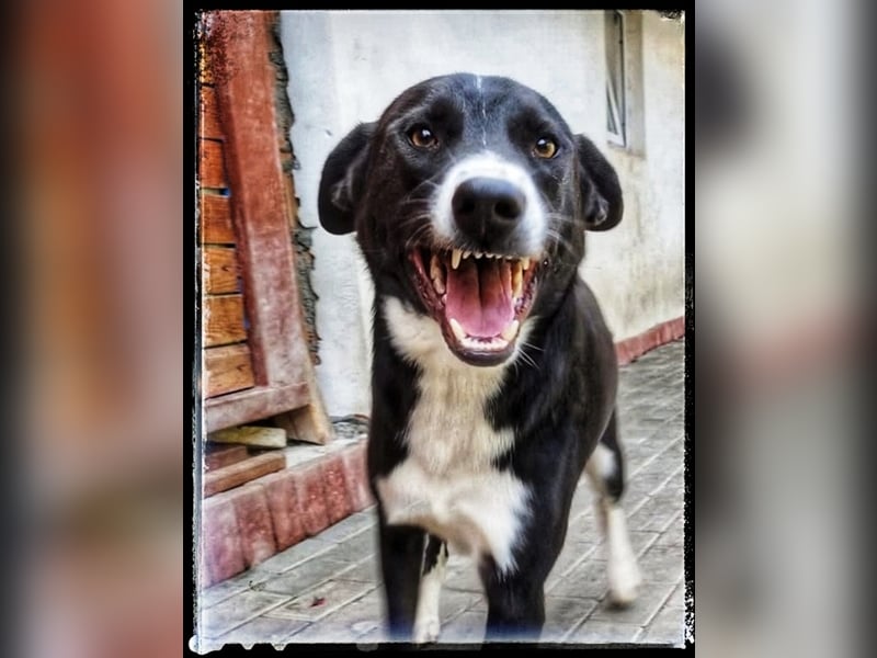 Hänsel - ein Schatz auf 4 Pfoten wartet auf seine Menschen