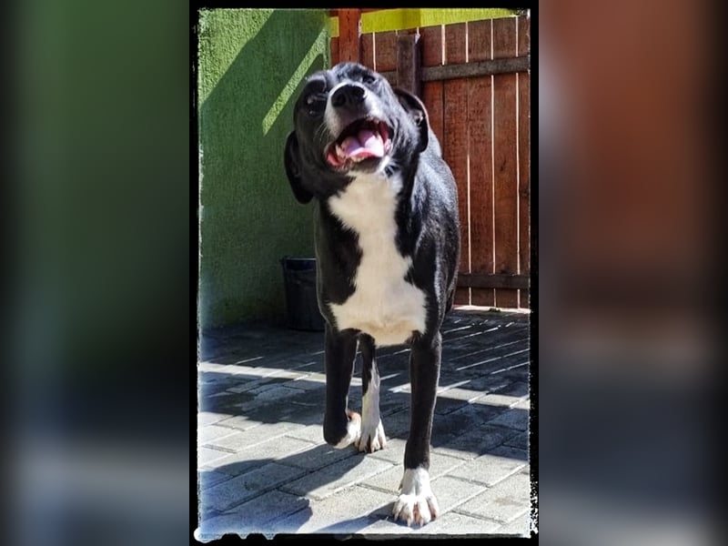 Hänsel - ein Schatz auf 4 Pfoten wartet auf seine Menschen