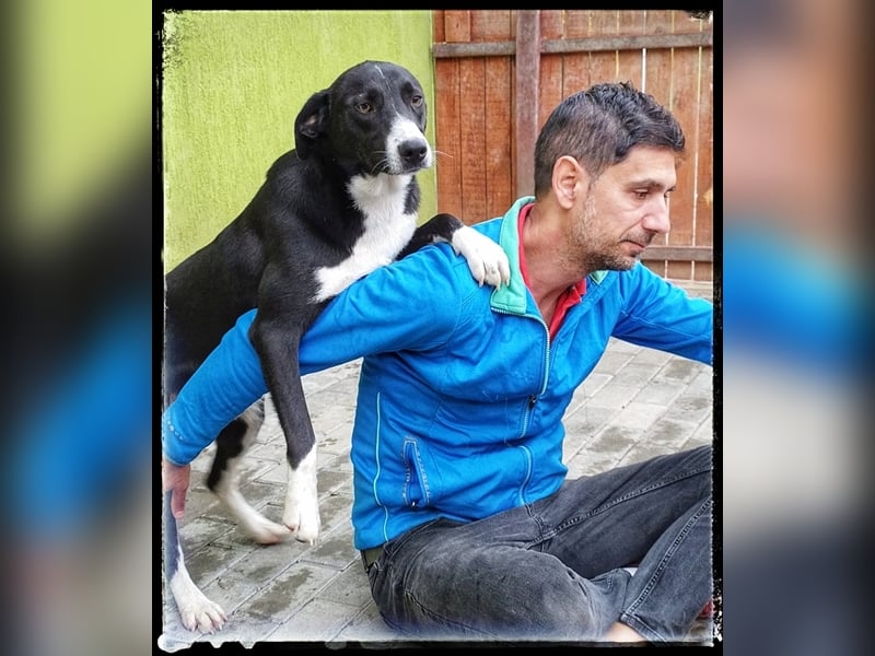 Hänsel - ein Schatz auf 4 Pfoten wartet auf seine Menschen