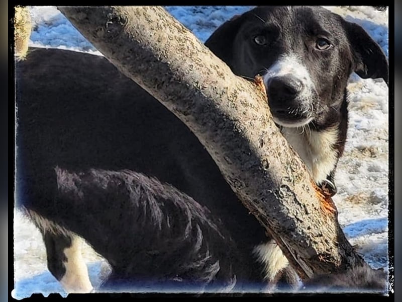 Hänsel - ein Schatz auf 4 Pfoten wartet auf seine Menschen