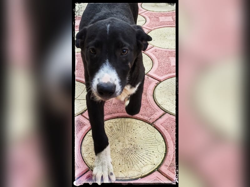 Hänsel - ein Schatz auf 4 Pfoten wartet auf seine Menschen