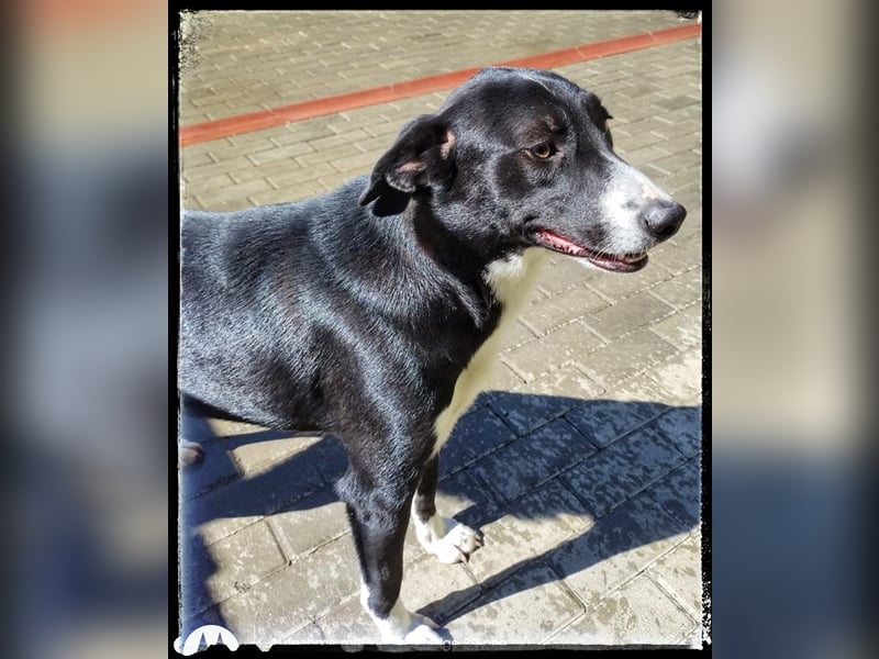 Hänsel - ein Schatz auf 4 Pfoten wartet auf seine Menschen