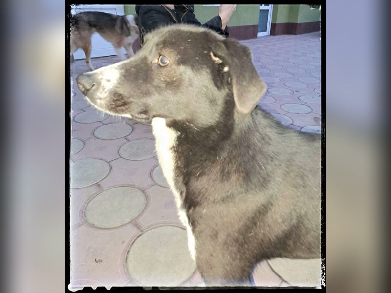 Hänsel - ein Schatz auf 4 Pfoten wartet auf seine Menschen