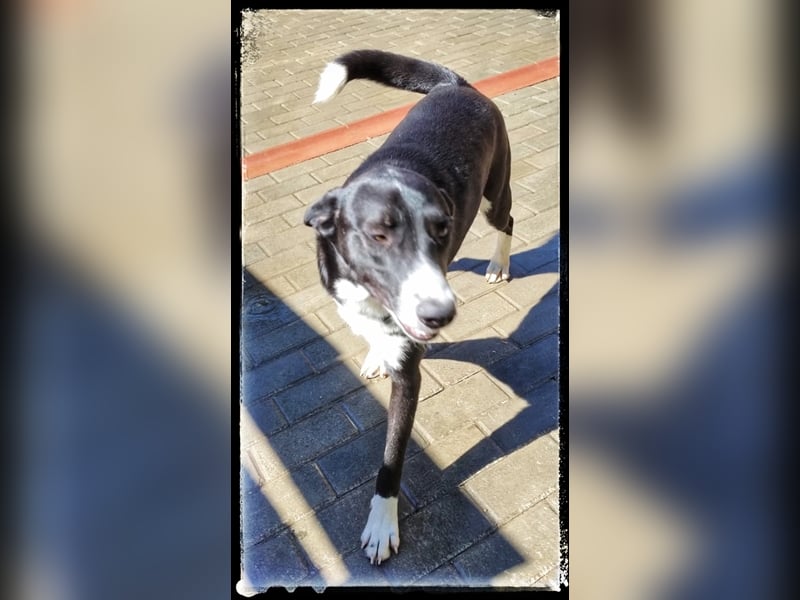 Hänsel - ein Schatz auf 4 Pfoten wartet auf seine Menschen