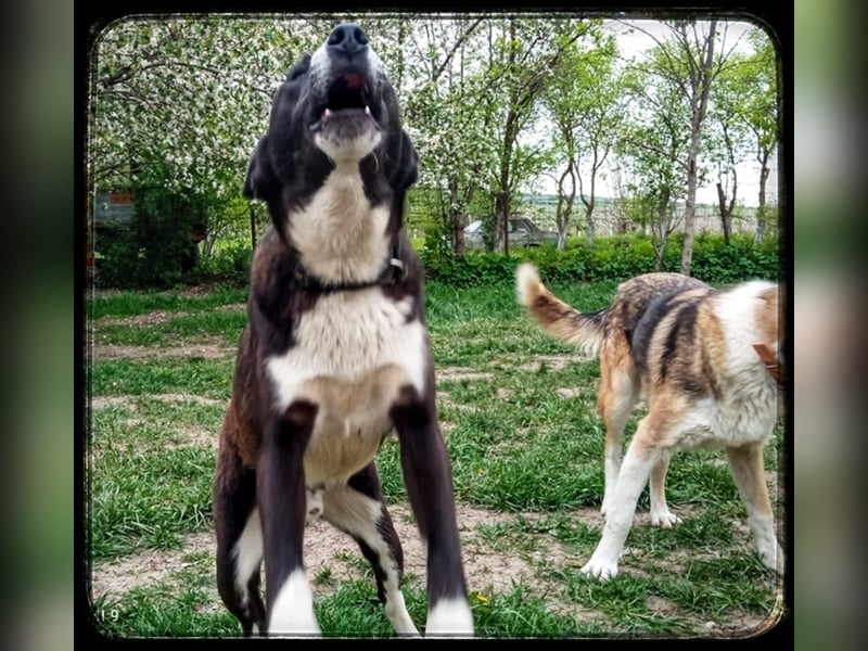 Hänsel - ein Schatz auf 4 Pfoten wartet auf seine Menschen