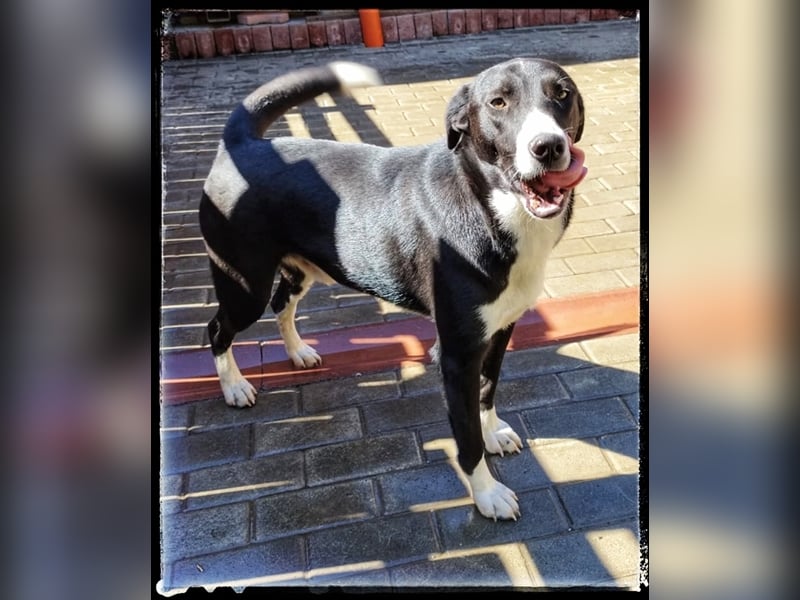 Hänsel - ein Schatz auf 4 Pfoten wartet auf seine Menschen