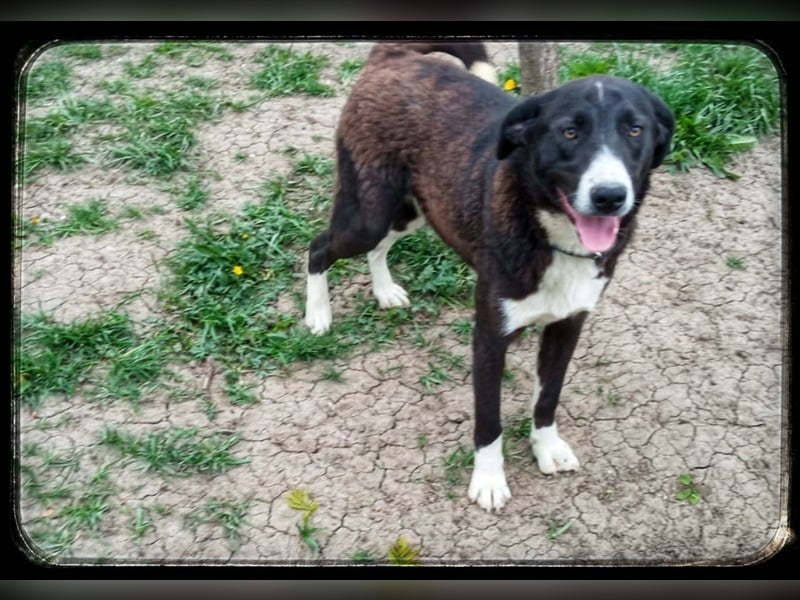 Hänsel - ein Schatz auf 4 Pfoten wartet auf seine Menschen