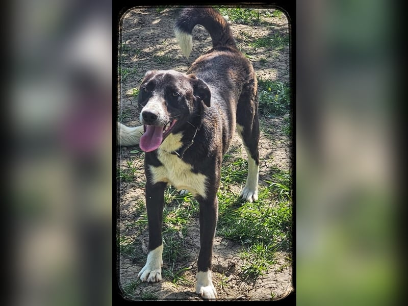 Hänsel - ein Schatz auf 4 Pfoten wartet auf seine Menschen