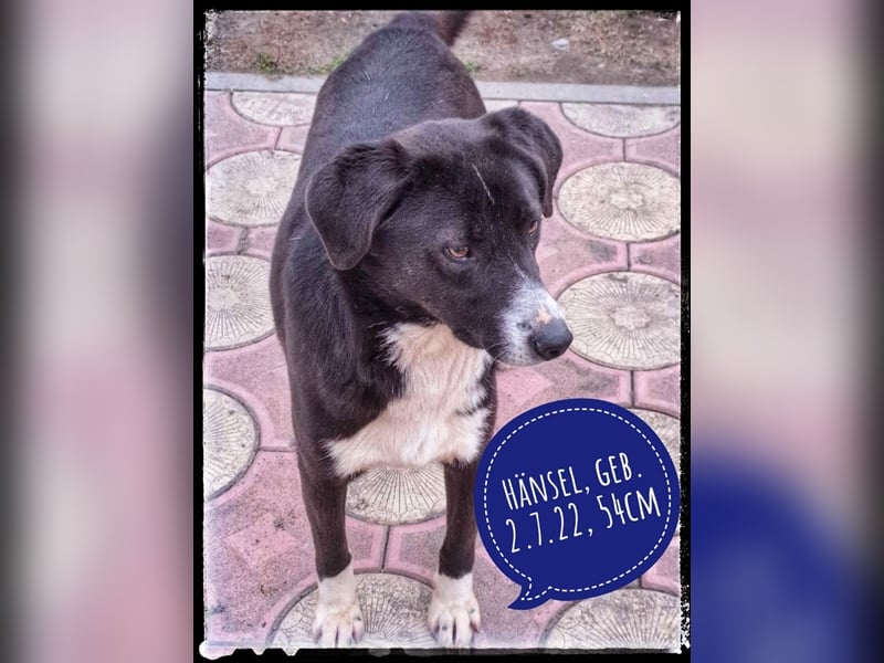 Hänsel - ein Schatz auf 4 Pfoten wartet auf seine Menschen