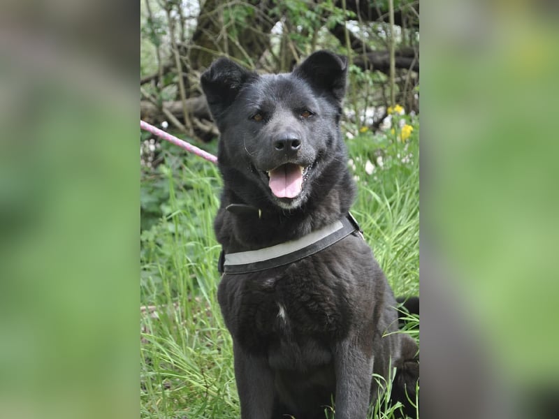 Arana Labrador/Akita Inu Mischling