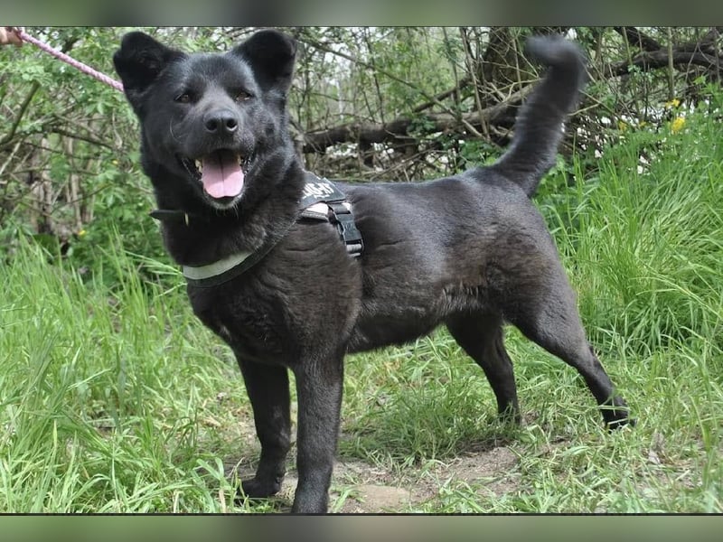 Arana Labrador/Akita Inu Mischling
