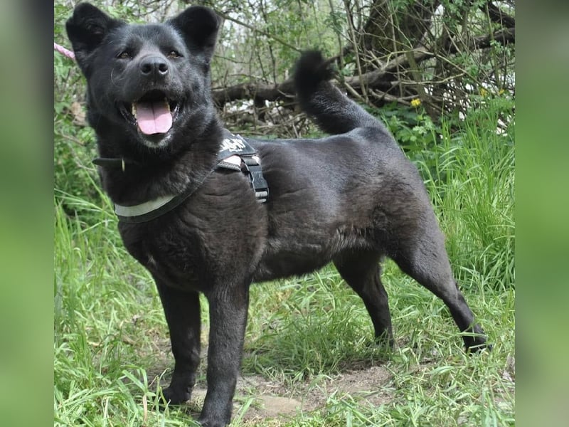 Arana Labrador/Akita Inu Mischling