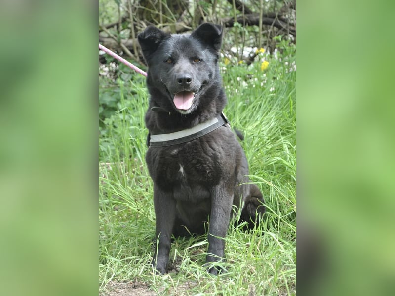 Arana Labrador/Akita Inu Mischling