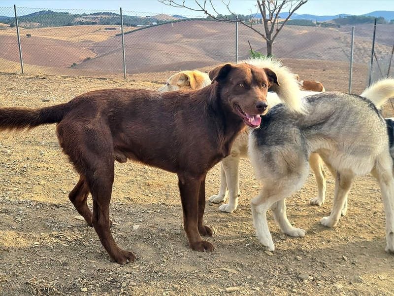 Zuckersüßer BROWNIE-ist Freude pur, anpassungsfähig wartet sehnsüchtig auf seine liebevolle Familie Zuckersüßer BROWNIE-ist Freude pur, anpassungsfähig wartet sehnsüchtig auf seine liebevolle Familie
