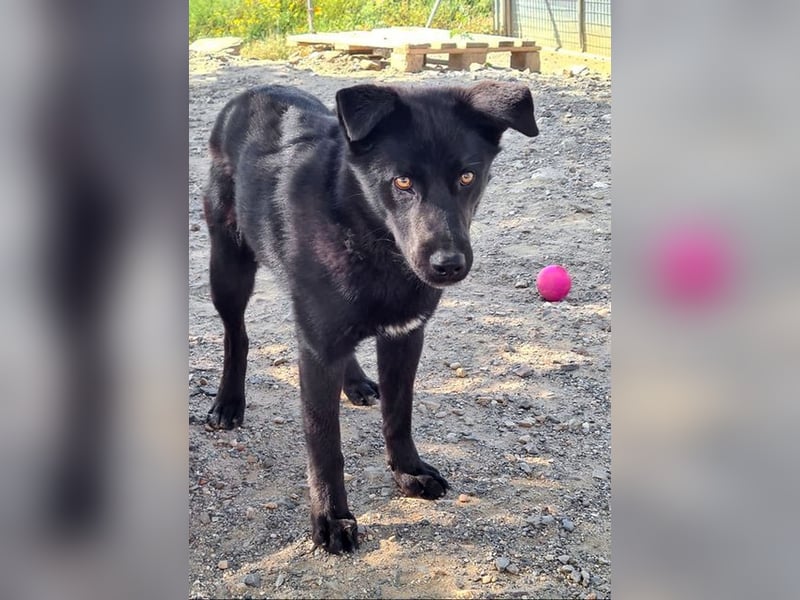 MANI-freundlicher Bub findet alles toll-Hunde,Menschen, neue Situationen jetzt fehlt nur ein Zuhause