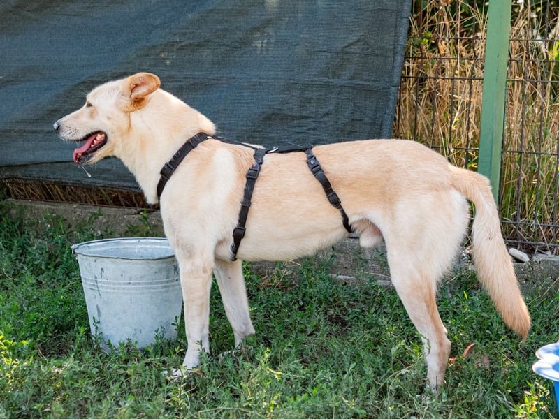 Hoshi – will seine Jugend nicht im Tierheim absitzen