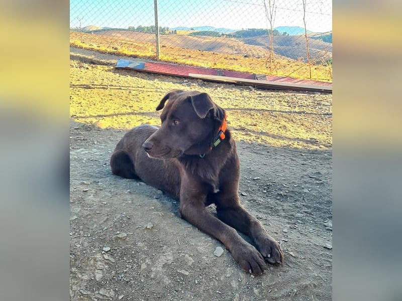 Zuckersüßer BROWNIE-ist Freude pur, anpassungsfähig wartet sehnsüchtig auf seine liebevolle Familie Zuckersüßer BROWNIE-ist Freude pur, anpassungsfähig wartet sehnsüchtig auf seine liebevolle Familie