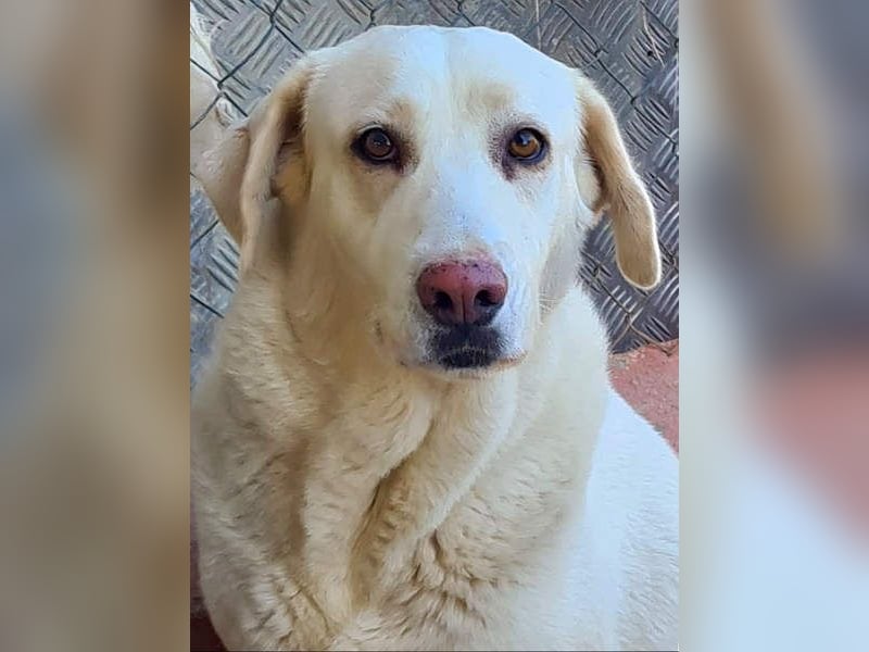 Goldschatz DIVA-sanfte, feinfühlig, zugewandt, aufgeschlossen-fehlt nur ihr liebevolles Zuhause