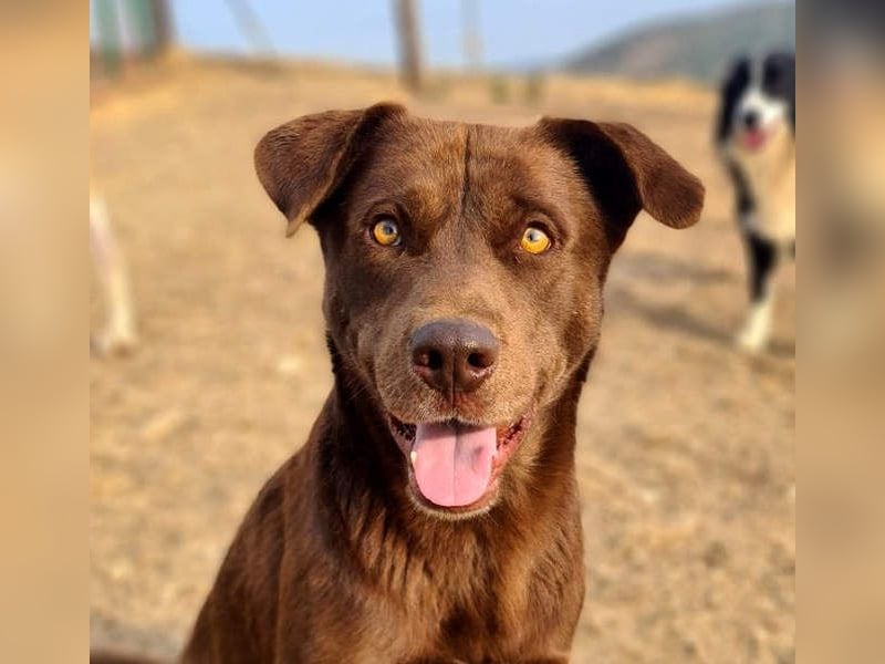 Zuckersüßer BROWNIE-ist Freude pur, anpassungsfähig wartet sehnsüchtig auf seine liebevolle Familie Zuckersüßer BROWNIE-ist Freude pur, anpassungsfähig wartet sehnsüchtig auf seine liebevolle Familie