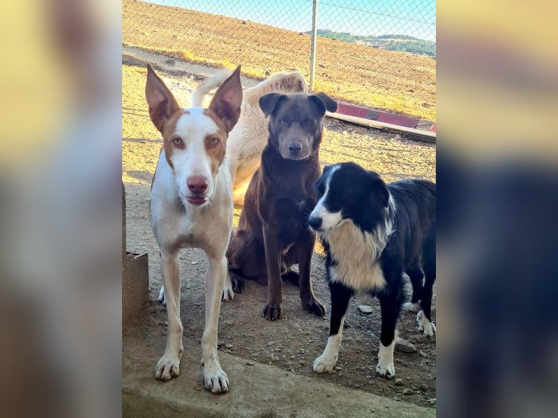 Zuckersüßer BROWNIE-ist Freude pur, anpassungsfähig wartet sehnsüchtig auf seine liebevolle Familie Zuckersüßer BROWNIE-ist Freude pur, anpassungsfähig wartet sehnsüchtig auf seine liebevolle Familie