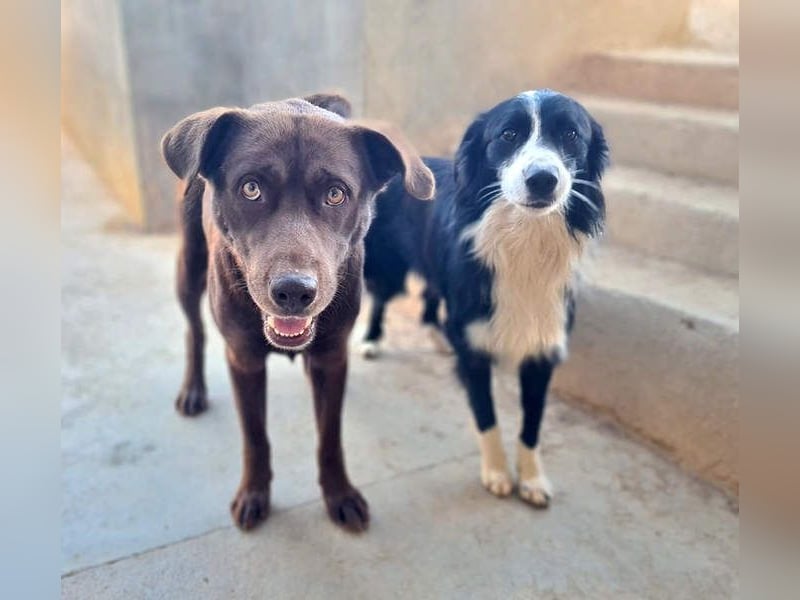 Zuckersüßer BROWNIE-ist Freude pur, anpassungsfähig wartet sehnsüchtig auf seine liebevolle Familie Zuckersüßer BROWNIE-ist Freude pur, anpassungsfähig wartet sehnsüchtig auf seine liebevolle Familie