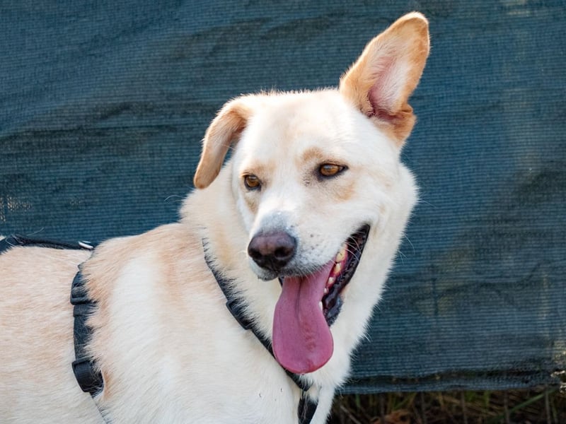 Hoshi – will seine Jugend nicht im Tierheim absitzen
