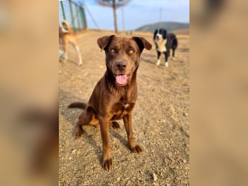 Zuckersüßer BROWNIE-ist Freude pur, anpassungsfähig wartet sehnsüchtig auf seine liebevolle Familie Zuckersüßer BROWNIE-ist Freude pur, anpassungsfähig wartet sehnsüchtig auf seine liebevolle Familie