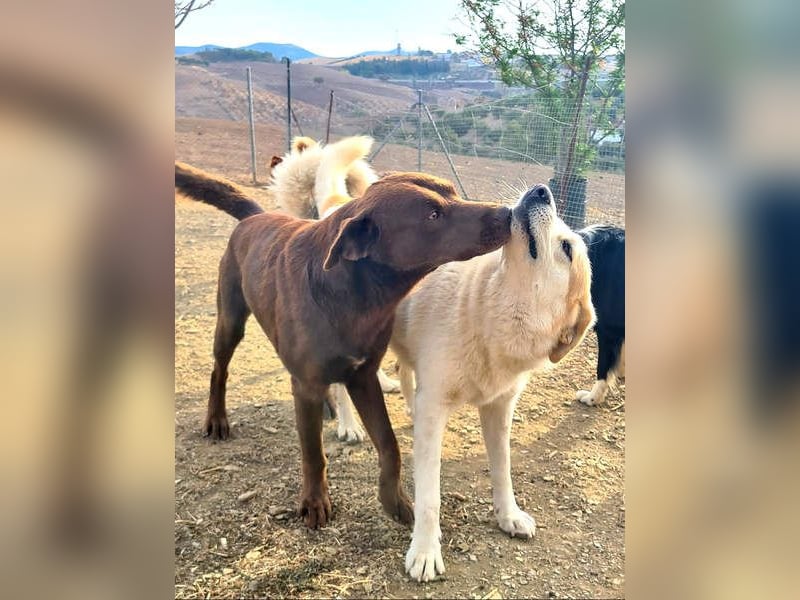 Zuckersüßer BROWNIE-ist Freude pur, anpassungsfähig wartet sehnsüchtig auf seine liebevolle Familie Zuckersüßer BROWNIE-ist Freude pur, anpassungsfähig wartet sehnsüchtig auf seine liebevolle Familie