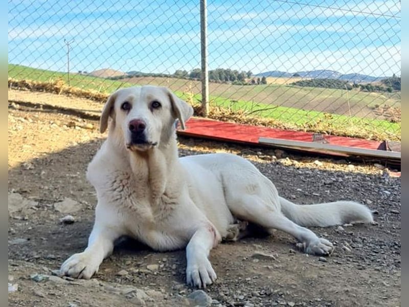 Goldschatz DIVA-sanfte, feinfühlig, zugewandt, aufgeschlossen-fehlt nur ihr liebevolles Zuhause