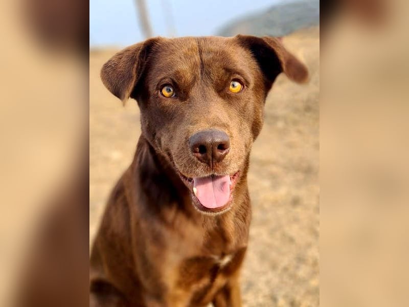 Zuckersüßer BROWNIE-ist Freude pur, anpassungsfähig wartet sehnsüchtig auf seine liebevolle Familie Zuckersüßer BROWNIE-ist Freude pur, anpassungsfähig wartet sehnsüchtig auf seine liebevolle Familie