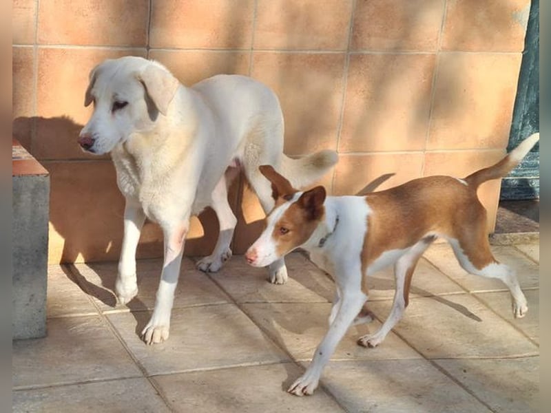 Goldschatz DIVA-sanfte, feinfühlig, zugewandt, aufgeschlossen-fehlt nur ihr liebevolles Zuhause