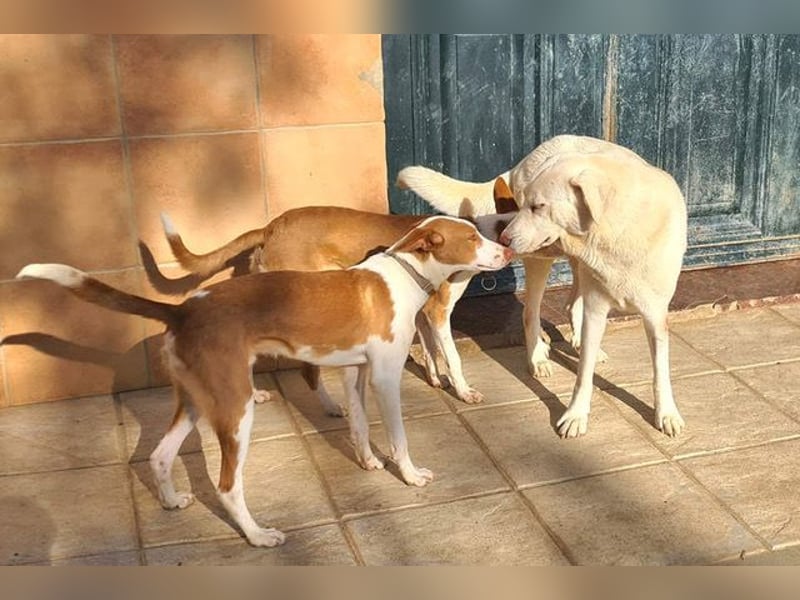 Goldschatz DIVA-sanfte, feinfühlig, zugewandt, aufgeschlossen-fehlt nur ihr liebevolles Zuhause