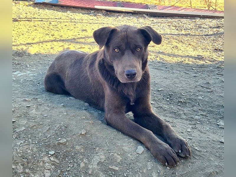 Zuckersüßer BROWNIE-ist Freude pur, anpassungsfähig wartet sehnsüchtig auf seine liebevolle Familie Zuckersüßer BROWNIE-ist Freude pur, anpassungsfähig wartet sehnsüchtig auf seine liebevolle Familie