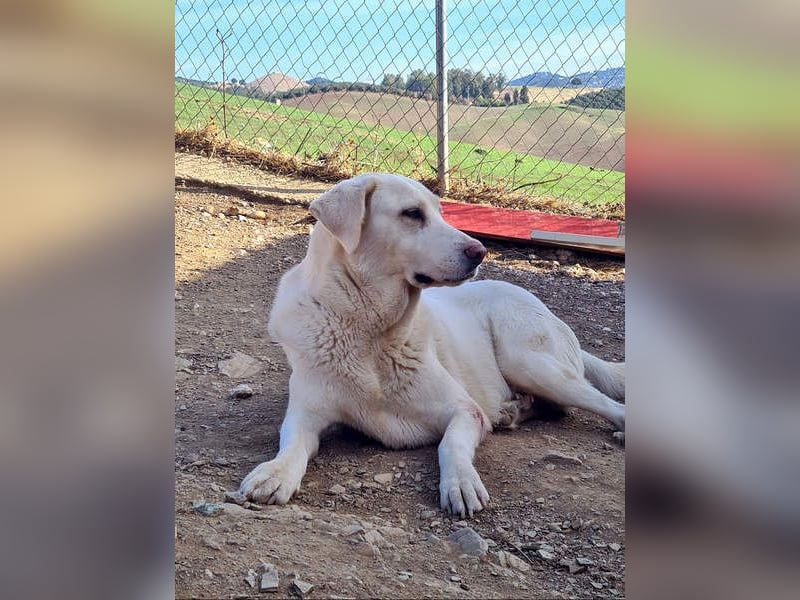 Goldschatz DIVA-sanfte, feinfühlig, zugewandt, aufgeschlossen-fehlt nur ihr liebevolles Zuhause