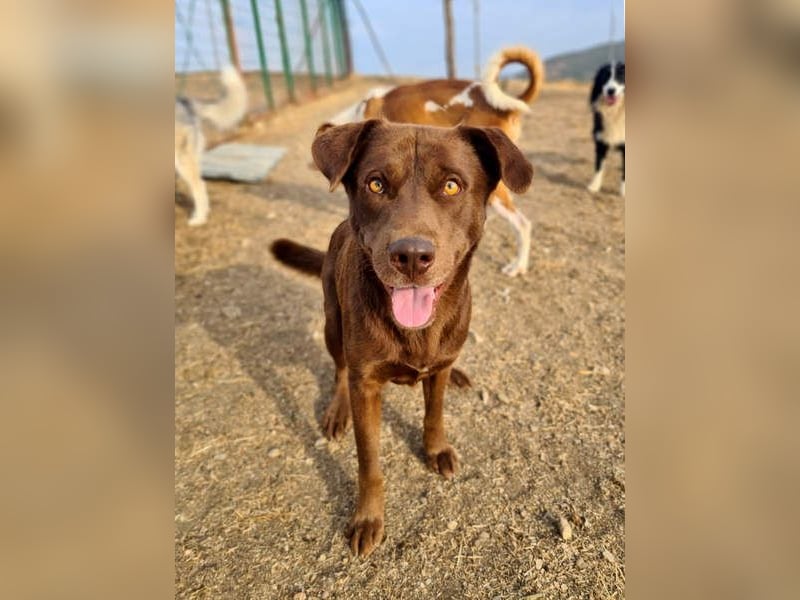 Zuckersüßer BROWNIE-ist Freude pur, anpassungsfähig wartet sehnsüchtig auf seine liebevolle Familie Zuckersüßer BROWNIE-ist Freude pur, anpassungsfähig wartet sehnsüchtig auf seine liebevolle Familie