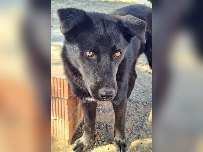 MANI-freundlicher Bub findet alles toll-Hunde,Menschen, neue Situationen jetzt fehlt nur ein Zuhause
