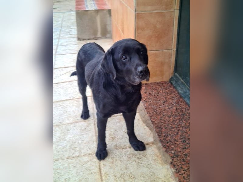 Wundervoller ABEL- Seelen-Herzenshund wartet sehnsüchtig auf seine Herzensmenschen