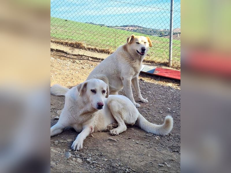 Goldschatz DIVA-sanfte, feinfühlig, zugewandt, aufgeschlossen-fehlt nur ihr liebevolles Zuhause