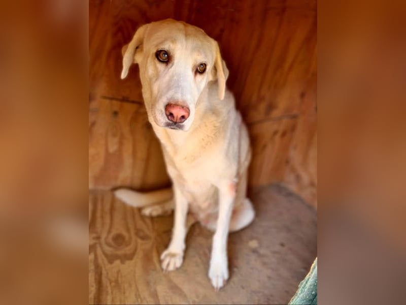 Goldschatz DIVA-sanfte, feinfühlig, zugewandt, aufgeschlossen-fehlt nur ihr liebevolles Zuhause