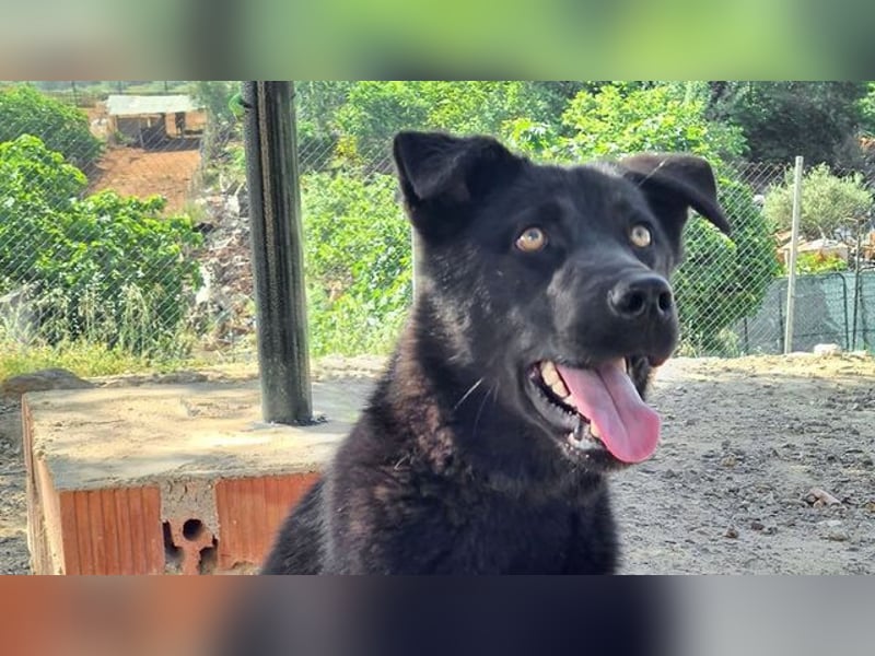 MANI-freundlicher Bub findet alles toll-Hunde,Menschen, neue Situationen jetzt fehlt nur ein Zuhause