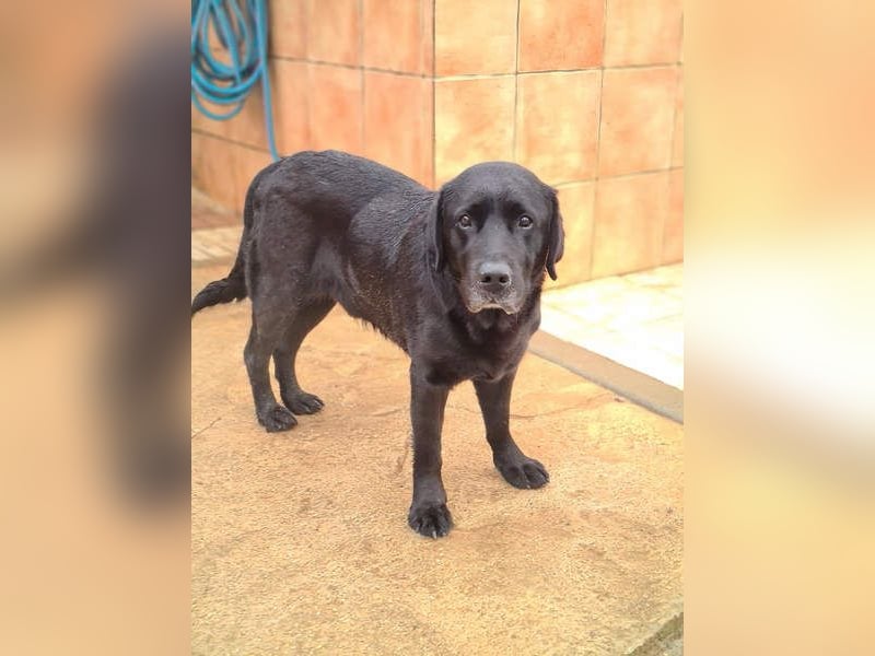 Wundervoller ABEL- Seelen-Herzenshund wartet sehnsüchtig auf seine Herzensmenschen