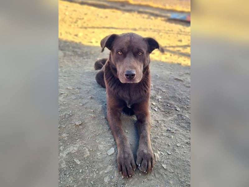 Zuckersüßer BROWNIE-ist Freude pur, anpassungsfähig wartet sehnsüchtig auf seine liebevolle Familie Zuckersüßer BROWNIE-ist Freude pur, anpassungsfähig wartet sehnsüchtig auf seine liebevolle Familie