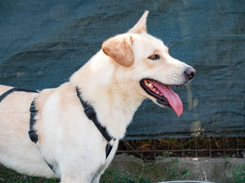 Hoshi – will seine Jugend nicht im Tierheim absitzen