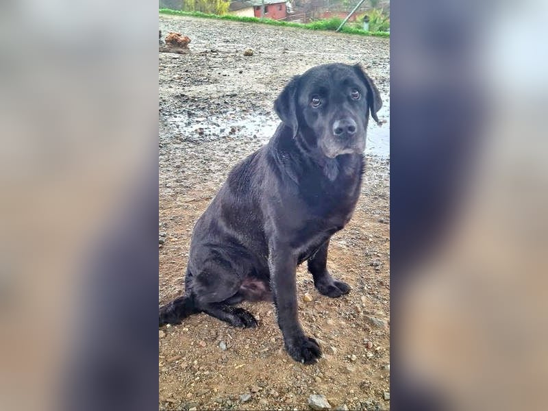 Wundervoller ABEL- Seelen-Herzenshund wartet sehnsüchtig auf seine Herzensmenschen